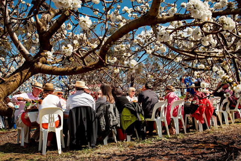Young Cherry Blossom Long Lazy Lunch - Tourism Cairns 0