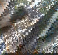 Annual Koala Count - Tourism Cairns