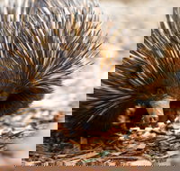 Aussie Wildlife Course - July/August/September - Tourism Cairns