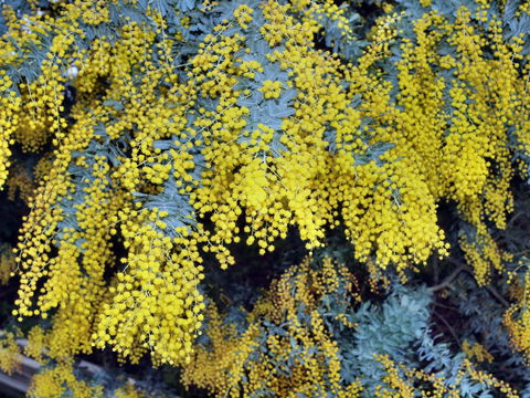 Australian Wattle Day @ The Old Bus Depot Markets - Tourism Cairns 0
