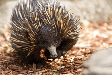 Aussie Wildlife Course - October Condensed Weekend Course - Tourism Cairns 0
