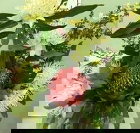 Blackheath Flower and Craft Show - Tourism Cairns