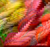 Creative Fibre - Tourism Cairns