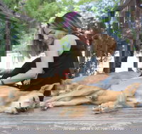 Dingo Den Discovery Experience - Tourism Cairns
