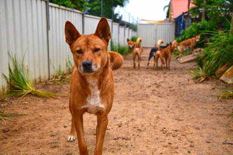 Dingo Den Discovery Experience - Tourism Cairns 2