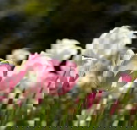 Floriade Reimagined - Tourism Cairns
