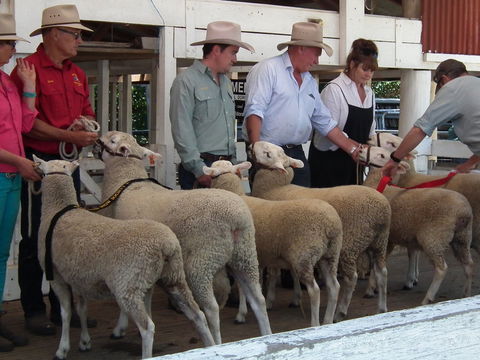 Glen Innes Pastoral And Agricultural Show - Tourism Cairns 2