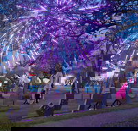 Grafton Jacaranda Festival - Tourism Cairns