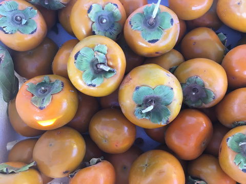 Griffith Rotary Market - Tourism Cairns 2