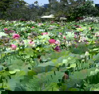 Lotus Flower Season - Tourism Cairns
