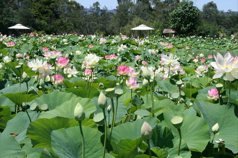 Lotus Flower Season - Tourism Cairns 0