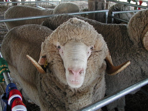 Mendooran Show - Tourism Cairns 0