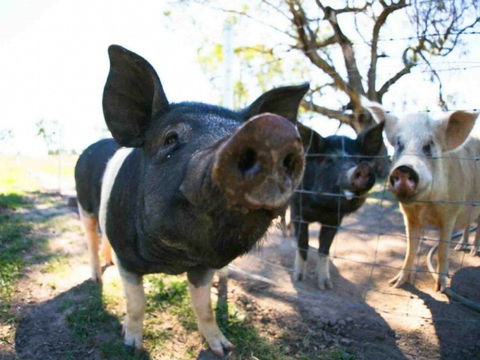 Mudgee Farm Walks - Tourism Cairns 0