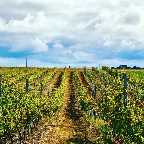 Peter Teakle Wines - Tourism Cairns 1