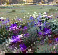 Riverina Iris Farm Open Garden and Iris Display - Tourism Cairns
