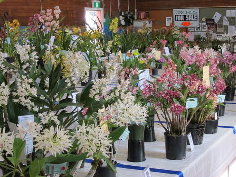Sapphire Coast Orchid Club Spring Orchid Show - Tourism Cairns 0