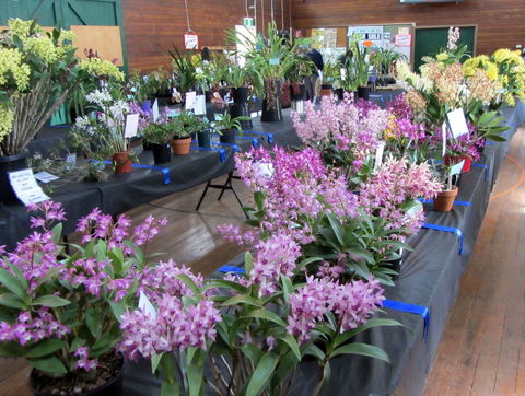 Sapphire Coast Orchid Club Spring Orchid Show - Tourism Cairns 1