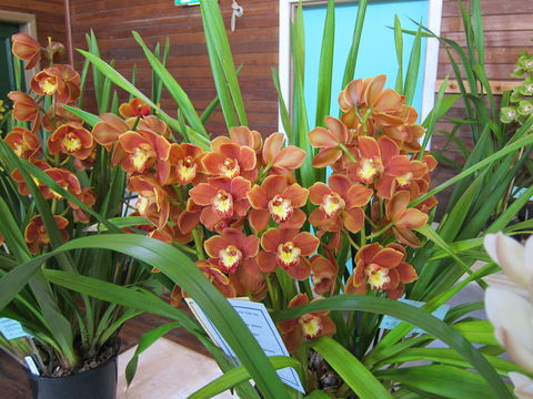 Sapphire Coast Orchid Club Spring Orchid Show - Tourism Cairns 2