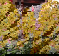 Sapphire Coast Orchid Club Winter Orchid Show - Tourism Cairns