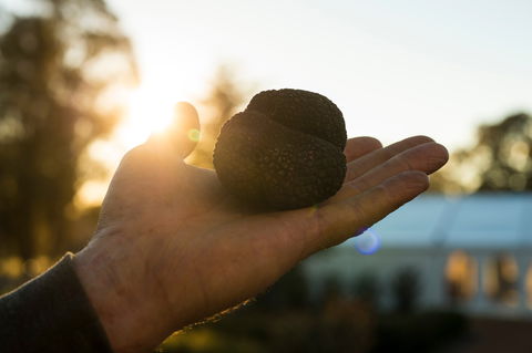 The Truffle Festival - Canberra Region - Tourism Cairns 0