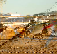 Walgett Charity Bushman's Carnival Rodeo and Campdraft - Tourism Cairns