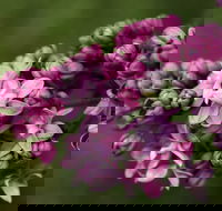 69th Annual Goulburn Lilac City Festival - Tourism Cairns