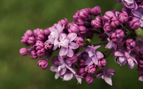 69th Annual Goulburn Lilac City Festival - Tourism Cairns 0