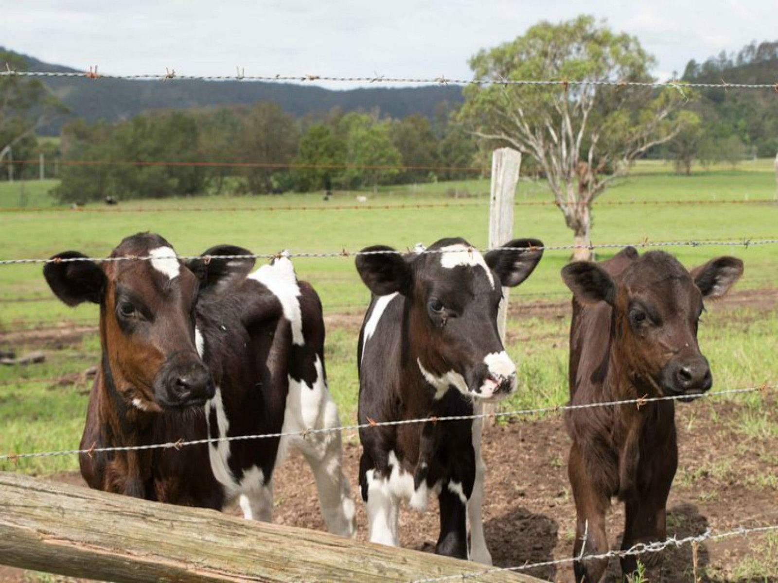 Bandon Grove NSW Tourism Cairns