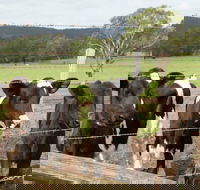 Bandon Grove Farm Tours - Tourism Cairns