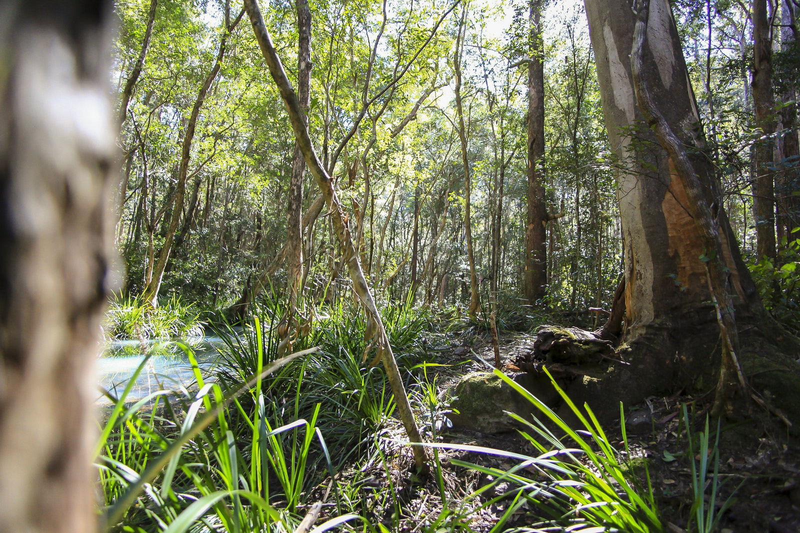 Herons Creek NSW Tourism Cairns