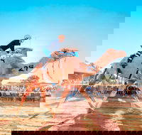 Boulia Camel Races - Tourism Cairns