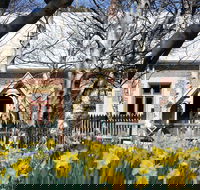 Daffodils at Rydal - Tourism Cairns