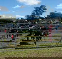 Dungog Team Penning - Tourism Cairns