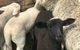 Flinders Island Show - thumb 0