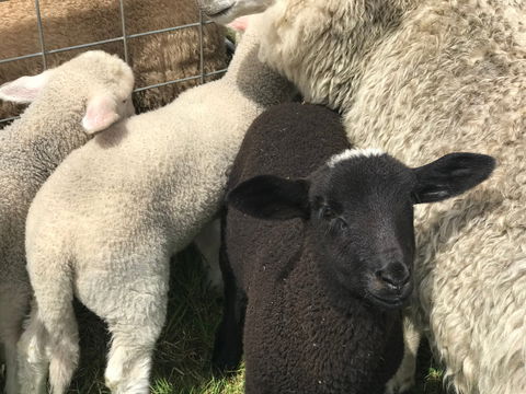 Flinders Island Show - Tourism Cairns 0