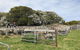 Flinders Island Show - thumb 1
