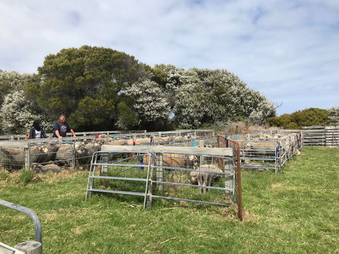Flinders Island Show - Tourism Cairns 1