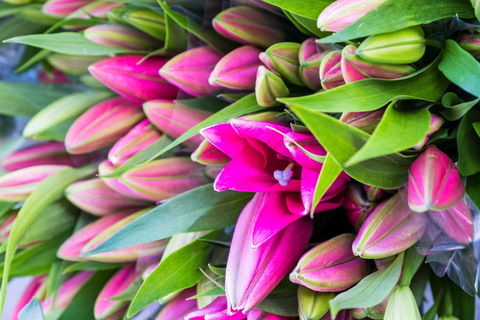 Harvest Launceston Community Farmers' Market - Tourism Cairns 0