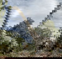 Lost Sanctuary at Healesville Sanctuary - Tourism Cairns