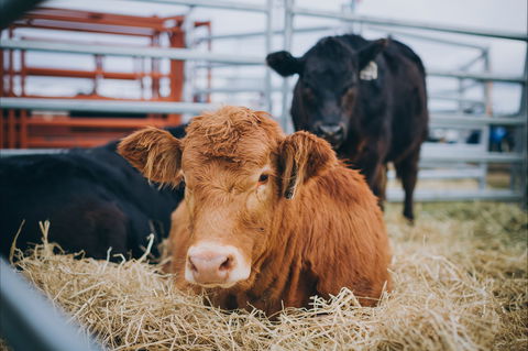 Mudgee Small Farm Field Days - Tourism Cairns 2