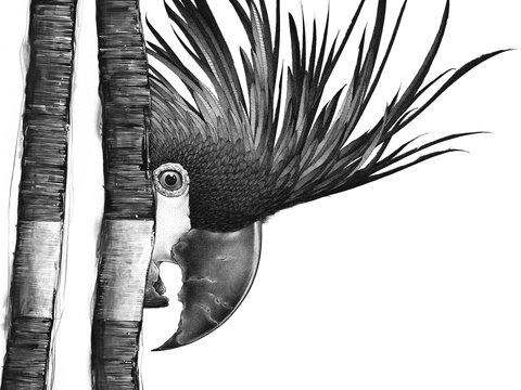 Open Studio's Highlands - Darren Gilbert - Tourism Cairns 2