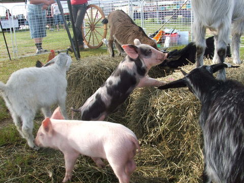Primex Field Days - Online Virtual Event - Tourism Cairns 2