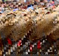 Rosto Merriwa Festival of the Fleeces - Tourism Cairns