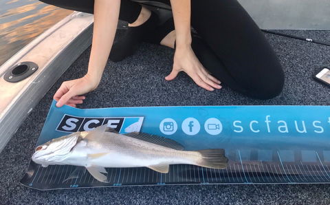 SCF Research And Sustainability Competition - Tourism Cairns 1