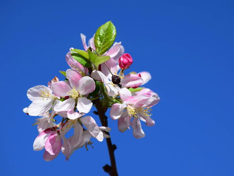 Spring Time At Hunter Valley Gardens - Tourism Cairns 0