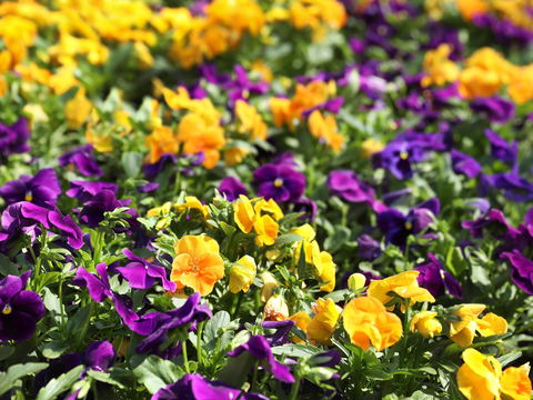 Spring Time At Hunter Valley Gardens - Tourism Cairns 2