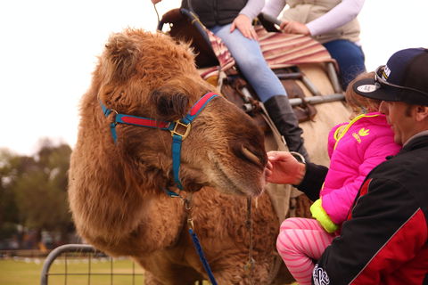 Willunga Almond Blossom Festival - Tourism Cairns 0