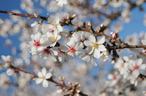 Willunga Almond Blossom Festival - Tourism Cairns 1