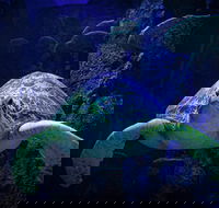 Sydney's Aquarium - Tourism Cairns