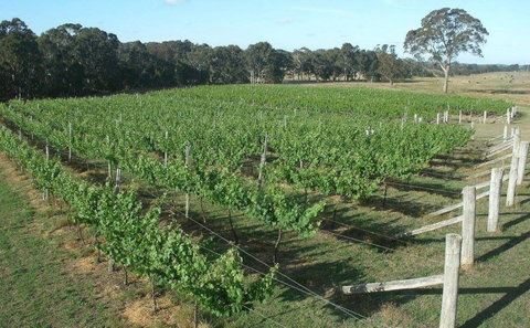 Yarralaw Springs Wines  - Cellar Door Wine Tasting - Tourism Cairns 1